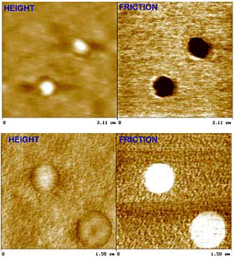 Enlarged view: Figure 2: Height (AFM) and friction (LFM) images of a spin-cast polystyrene:poly(methyl methacrylate) polymer blend [PS:PMMA (1:10 w:w)], obtained with gold-coated (top) and SiOx-coated tips (bottom) under perfluorodecalin.