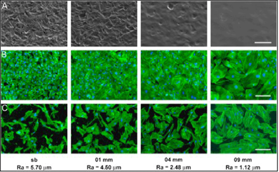 Enlarged view: Fig. 3 (A) SEM images at different positions of the gradient (sb: sandblasted). Morphology of rat calvarial osteoblasts (B) and human gingival fibroblasts (C) at different positions along the gradient. Scale bar is 200 um.