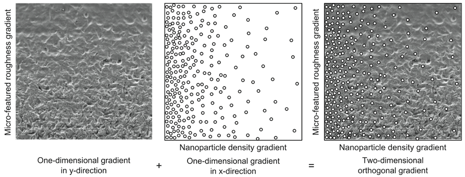 Enlarged view: Fig. 1: The formation of a two-dimensional, orthogonal gradient: A micro-featured roughness gradient on one axis is combined with a nanoparticle density gradient