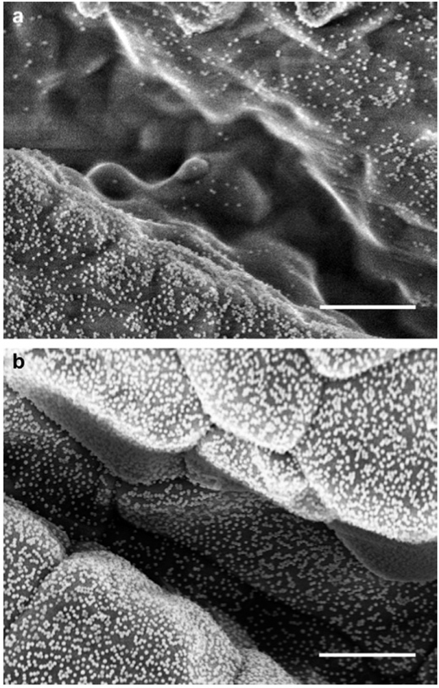 Fig. 2: Nanoparticle attachment in deep grooves of the micro-rough surface: SEM micrographs of grooves in the rough part of the micro-featured gradient. With the conventional method of stirring the particle suspension during the adsorption, parti- cles adsorb only on the outermost part of the surface. Only few particles are found at the bottom of the grooves (a). By additionally using ultrasonic pulses during the adsorption, cracks in the surface become homogeneously coated with particles (b). The scale bar is 2 µm.
