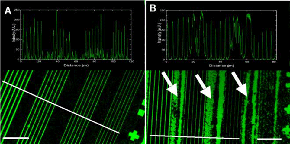 Enlarged view: Figure 4: Nanometer-scale printing of Alexa488 Fibrinogen using VP8770 (A) and PDMS (B) as stamp materials, as determined by fluorescence microscopy. The line thicknesses are 1000, 600, 300 and 100 nm with 3 µm separation. The insets show cross sections of the fluorescence intensities measured perpendicular to the line directions. The lines across the stripes indicate the positions at which the cross sections were measured. Arrows on (B) indicate regions where sagging of the stamp occurred. Scale bars in the corners – 20 µm.