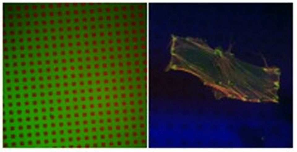 Enlarged view: Figure 1A. Left: Rhodamine-labeled streptavidin adsorbed onto 5x5 mm TiO2/DDP patches (red) surrounded by fluorescein-labeled PLL-g-PEG (green) matrix. Figure 1B. Right: HFF, incubated for 20h in serum on a patterned surface, fixed, and stained for actin (red) and vinculin (green).