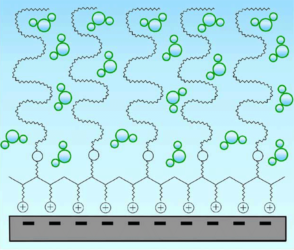 Enlarged view: Figure 2. A schematic of PLL-g-PEG adsorption on negatively charged oxide surface. The PLL backbone readily adsorbs onto a negatively charged surface, mainly through electrostatic interactions, while leading the PEG side chains into a dense, brush-like structure. The unique adsorption and architectural features of PLL-g-PEG are expected to provide improved lubrication properties of oxide-based tribosystems in aqueous environment, thus facilitating the usage of water as a lubricant.