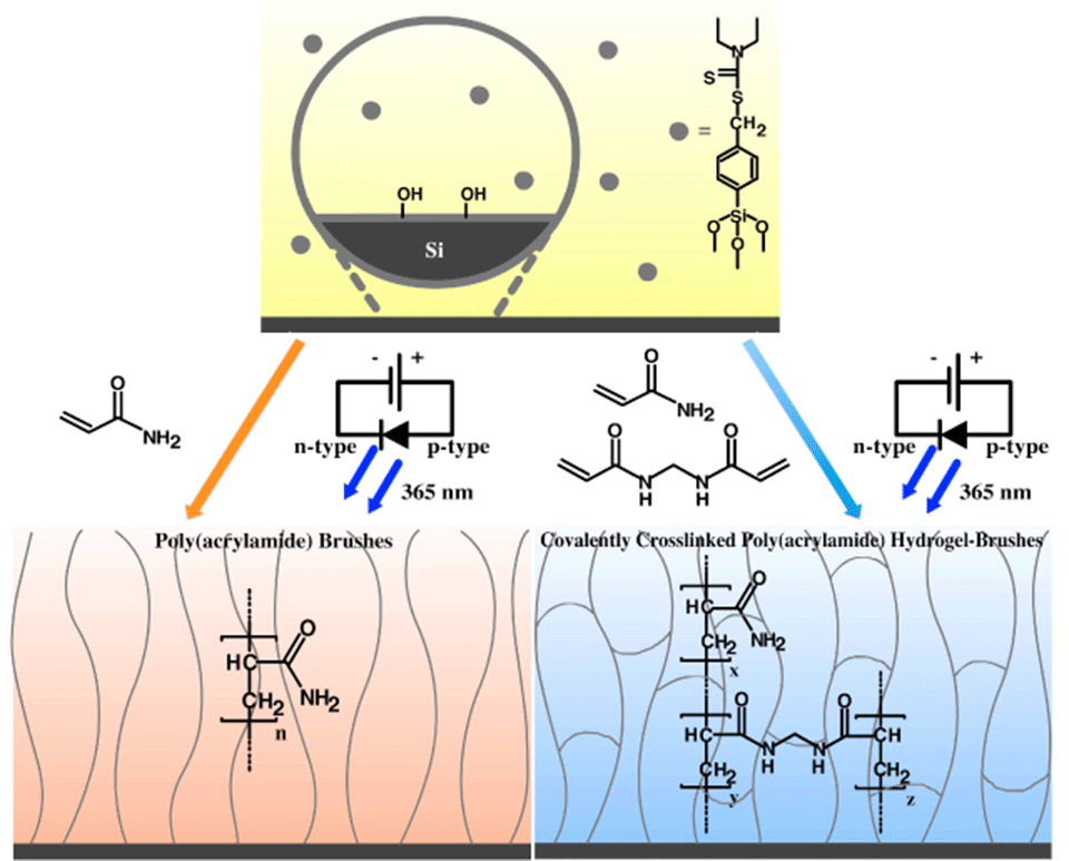 Enlarged view: Figure 1. General scheme for fabrication of homogeneous poly(acrylamide) films with different crosslink degrees by surface-initiated photoiniferter-mediated polymerization on a silicon wafer.