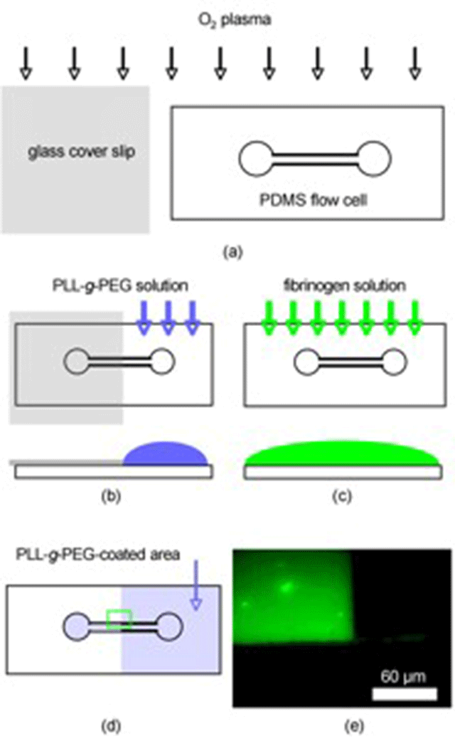 Figure 3. Procedure for the fluorescence microscopy study employing a PDMS flow cell (a) a PDMS flow cell and a microscope glass cover slip were oxygen-plasma treated for 1 min, (b) the glass cover slip was attached to the PDMS surface