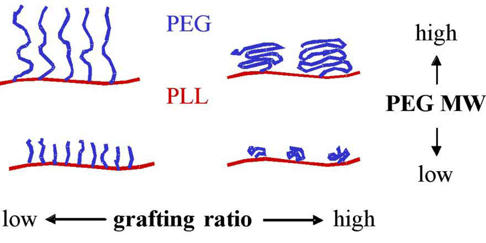Enlarged view: Figure 1: Various architectures of the graft co-polymer of poly(L-lysine) and poly(ethylene glycol)